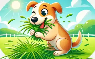 Grasfressen beim Hund. Krank oder normal?