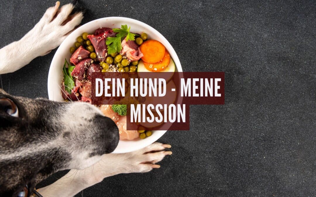 20 Jahre Erfahrung in Hundeernährung: Wie ich deinem Hund nachhaltig helfen kann