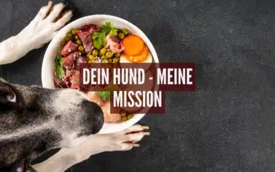 20 Jahre Erfahrung in Hundeernährung: Wie ich deinem Hund nachhaltig helfen kann ????