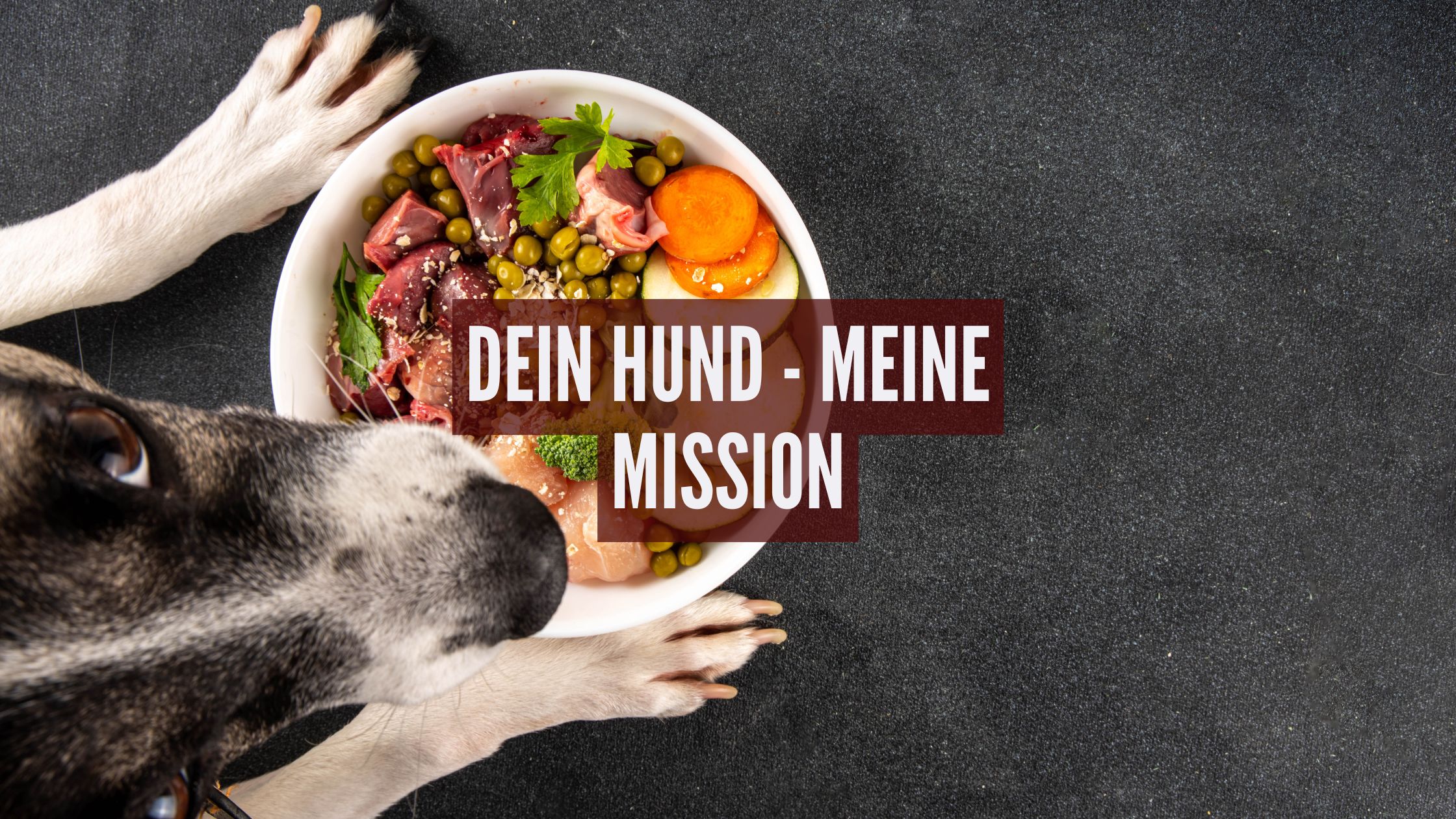 20 Jahre Erfahrung in Hundeernährung: Wie ich deinem Hund nachhaltig helfen kann
