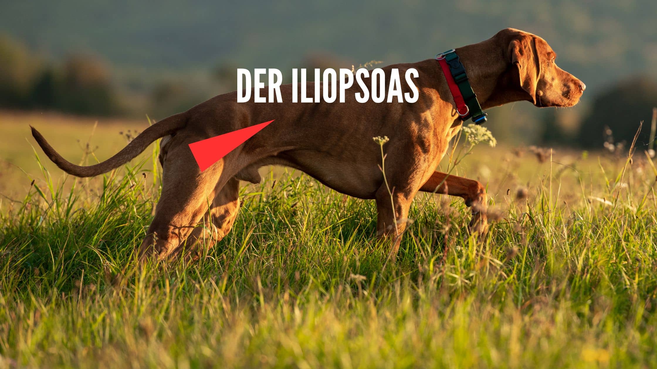 Iliopsoas