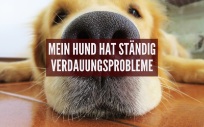 „Mein Hund hat ständig Verdauungsprobleme, und ich weiß einfach nicht, was ich ihm noch füttern soll.“