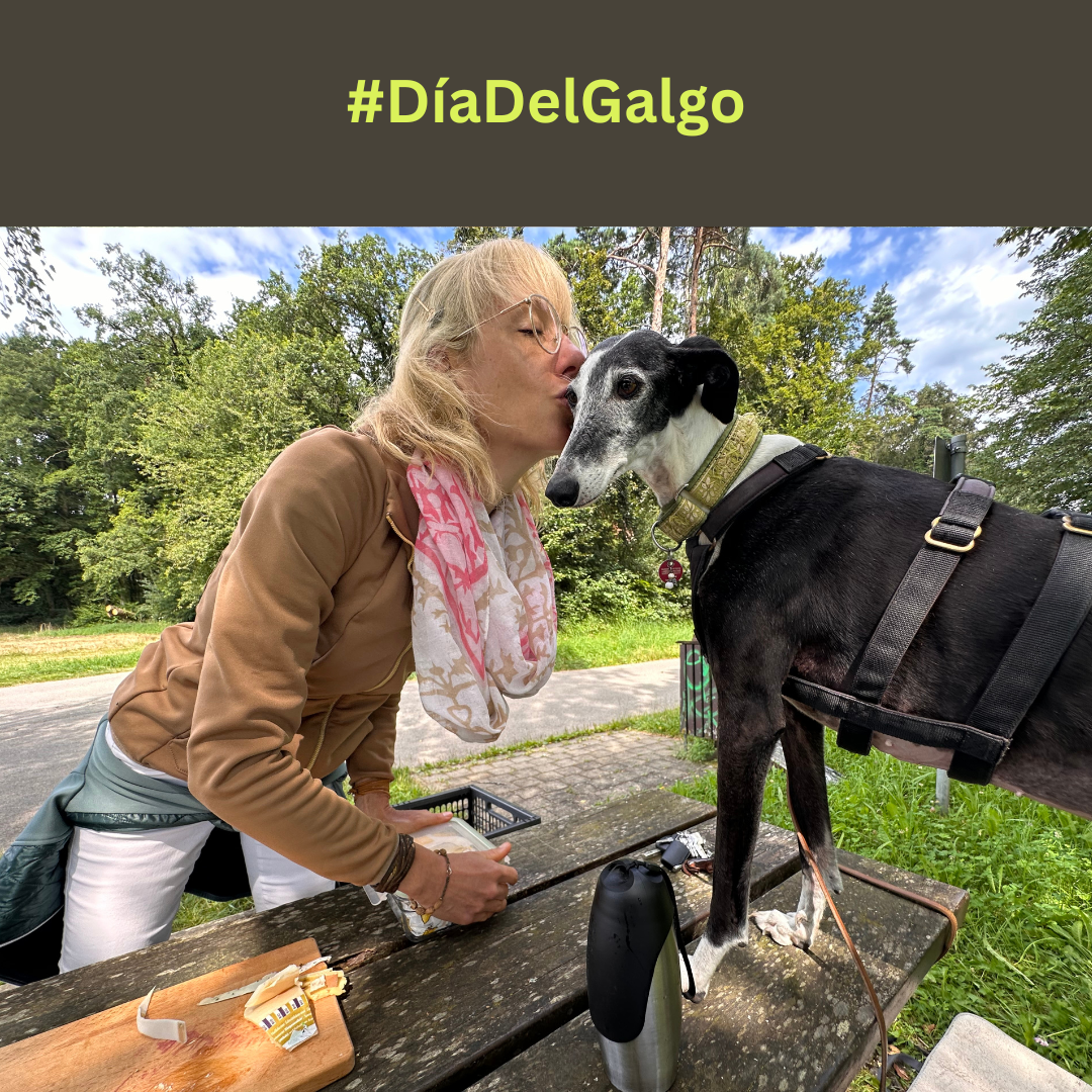 Dia del Galgo