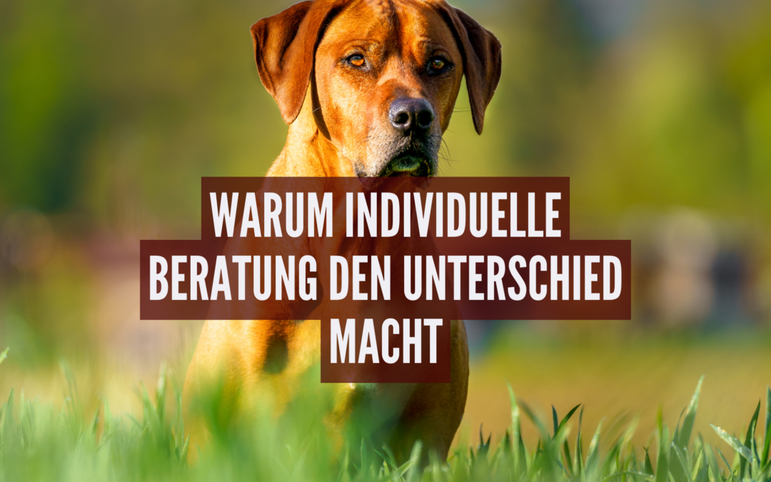 Alles für den Hund: Warum individuelle Beratung den Unterschied macht