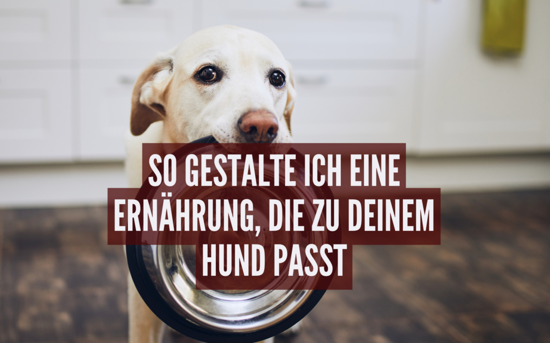 Vom Problem zur Lösung: So gestalte ich eine Ernährung, die zu deinem Hund passt