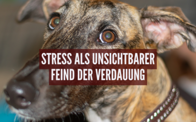 Stress als unsichtbarer Feind der Verdauung – Warum dein Hund unter Durchfall, Blähungen & Co. leidet