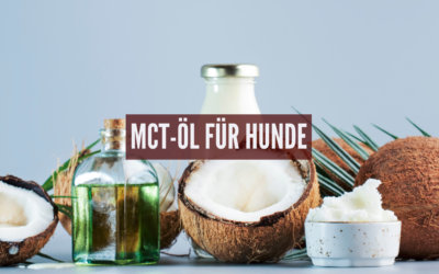 MCT-Öl für Hunde: Wann und wie es hilft und wann nicht