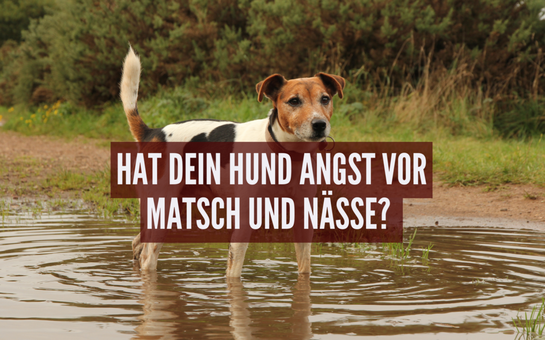 Hat dein Hund Angst vor Matsch und Nässe? Ursachen, Tipps und Stressbewältigung