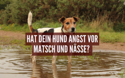 Hat dein Hund Angst vor Matsch und Nässe? Ursachen, Tipps und Stressbewältigung