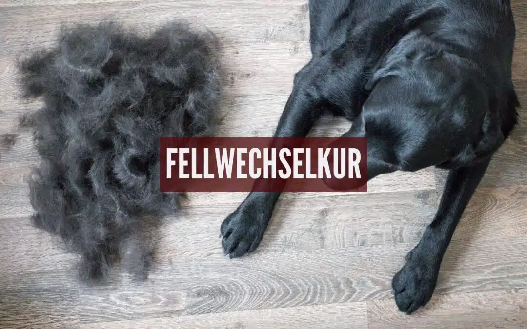 Fellwechsel-Kur für Hunde