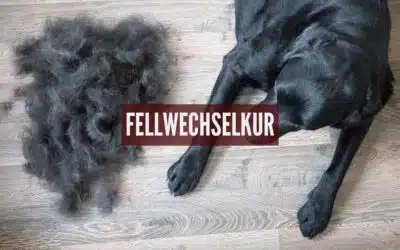 Fellwechsel-Kur für Hunde