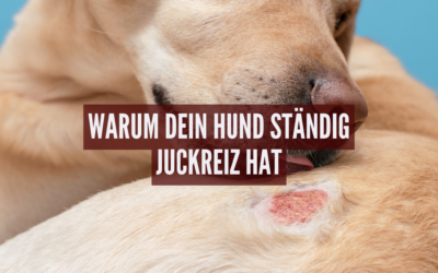 Warum dein Hund ständig Juckreiz hat – es könnte an diesem Futtermittel-Zusatz liegen