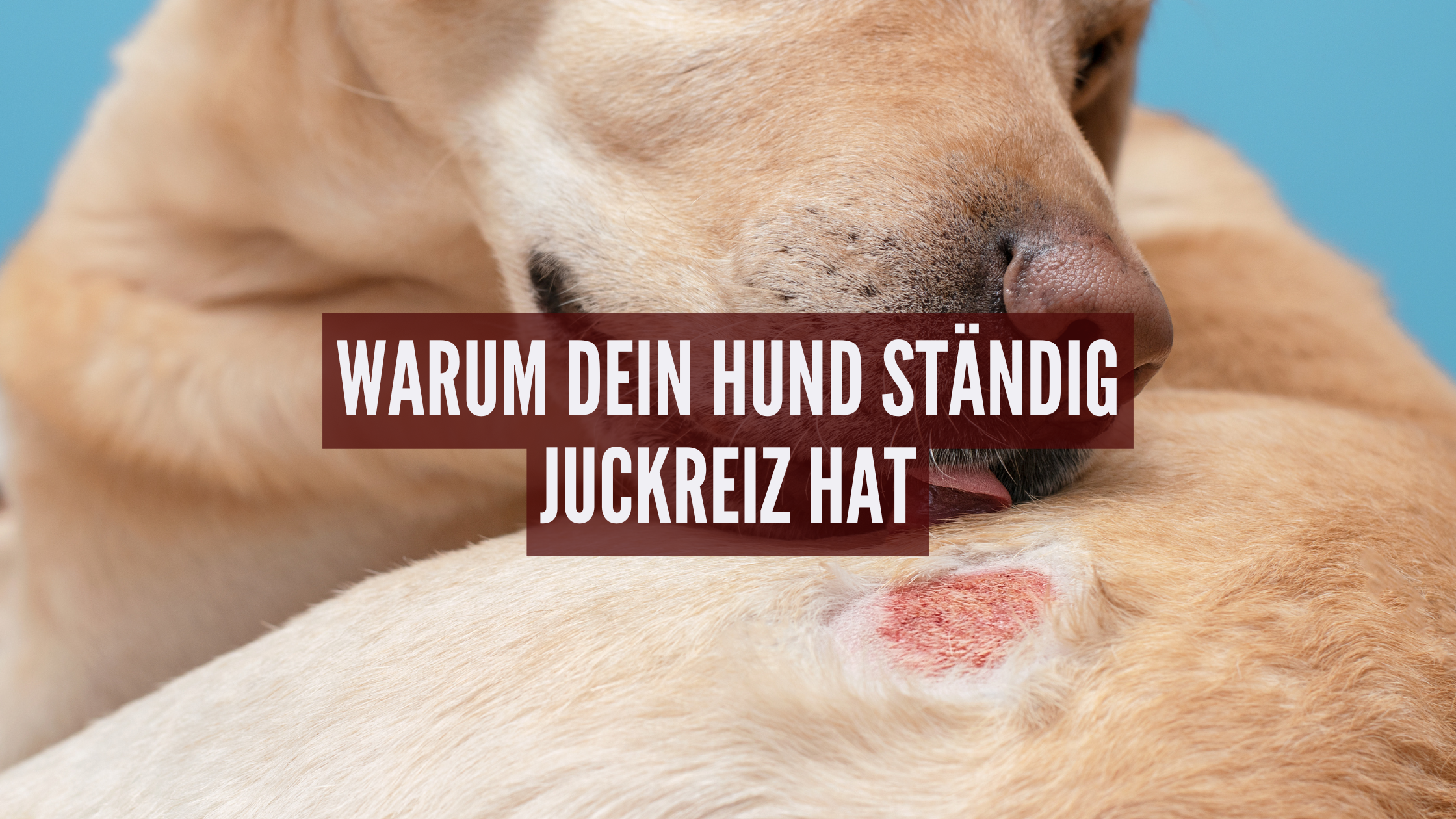 Warum dein Hund ständig Juckreiz hat