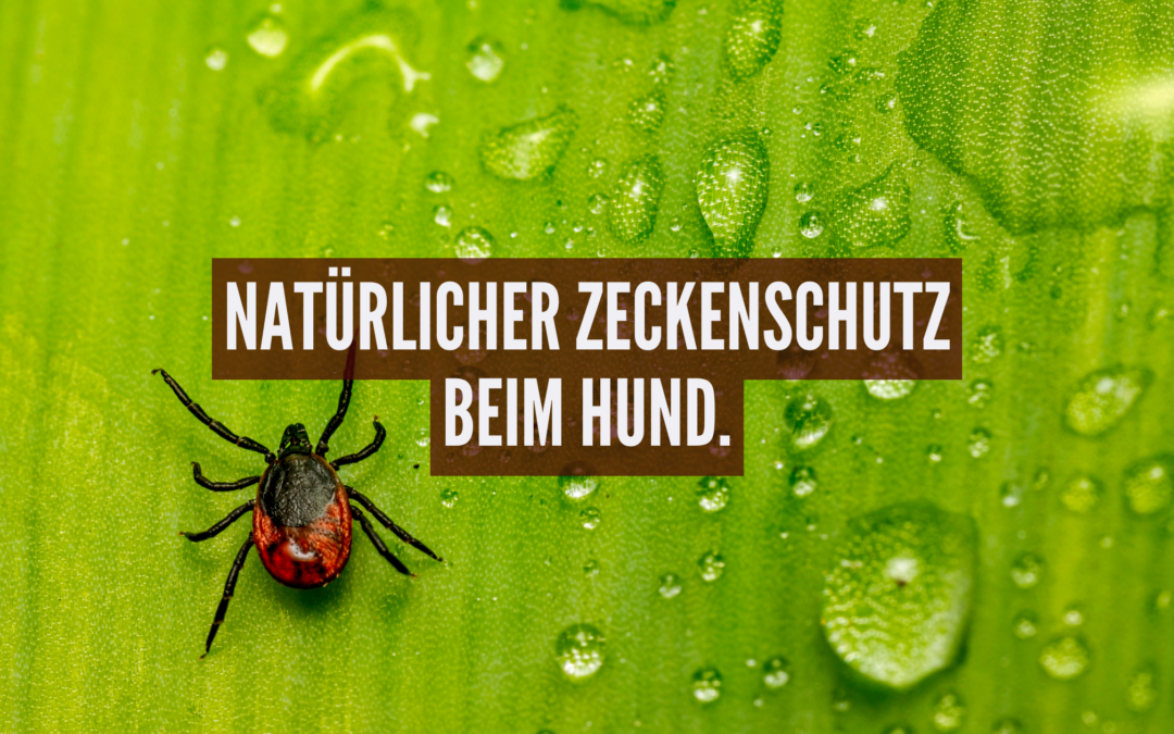 Natürlicher Zeckenschutz beim Hund: Was Ernährung und Naturheilkunde bewirken können