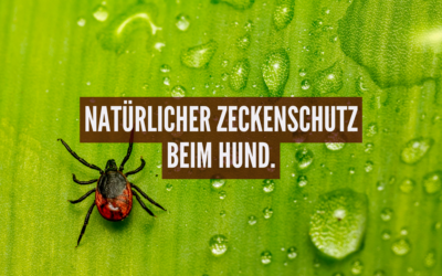Natürlicher Zeckenschutz beim Hund: Was Ernährung und Naturheilkunde bewirken können