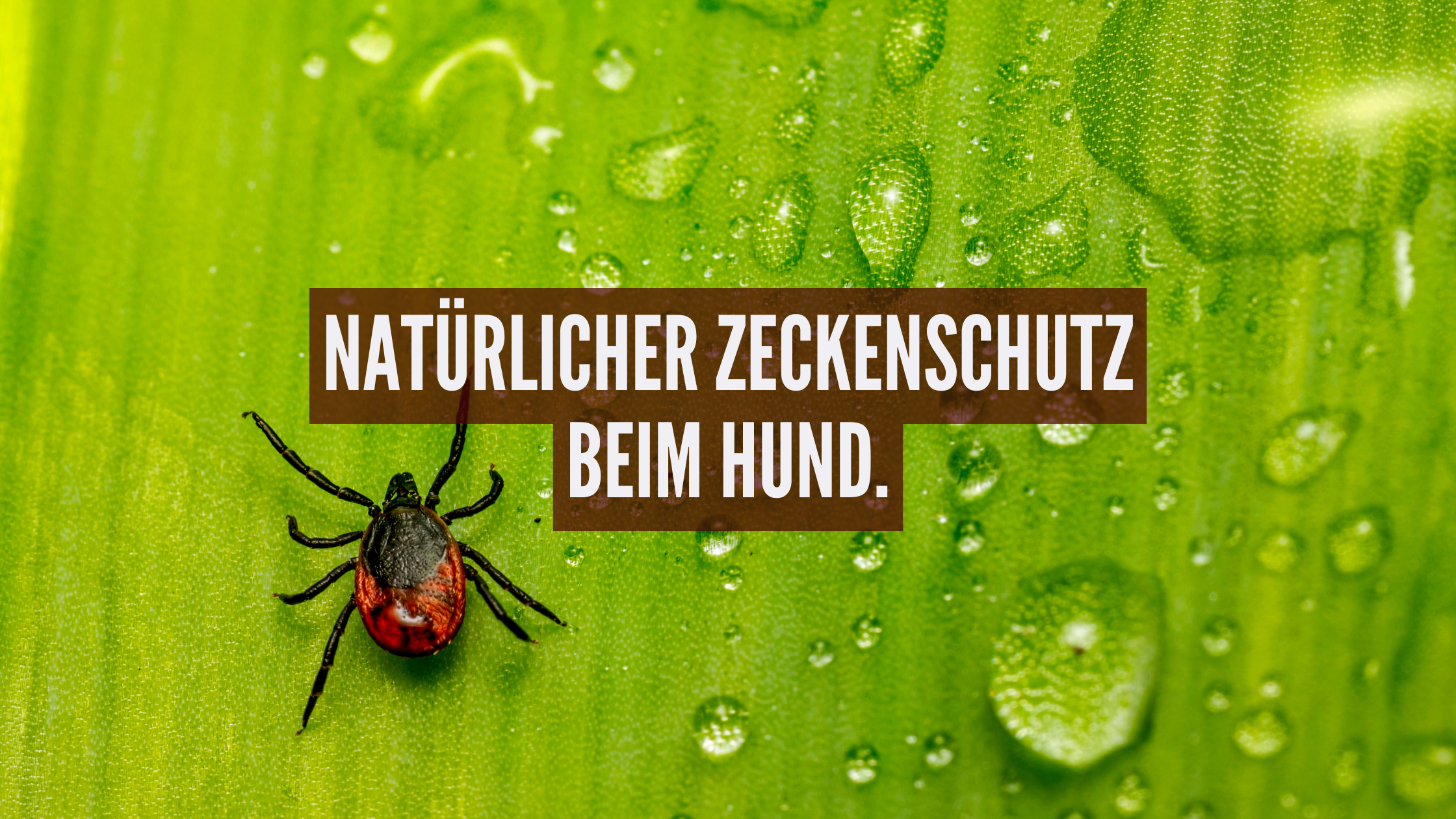 Natürlicher Zeckenschutz beim Hund