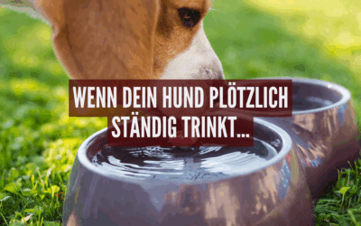 Wenn das Trinken kein Ende nimmt – Diabetes insipidus beim Hund