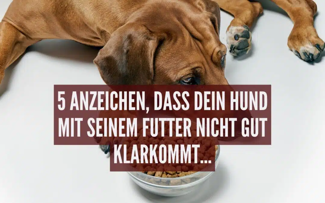 5 Anzeichen, dass dein Hund mit seinem Futter nicht gut klarkommt