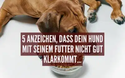 5 Anzeichen, dass dein Hund mit seinem Futter nicht gut klarkommt
