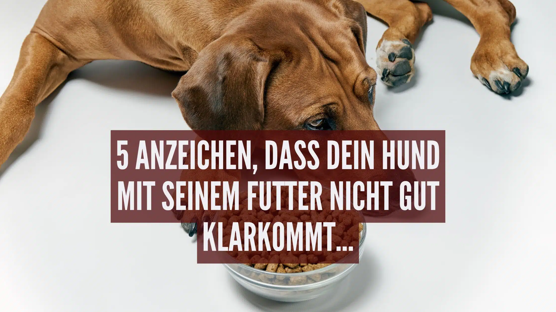 5 Anzeichen dass dein Hund mit seinem Futter nicht klarkommt