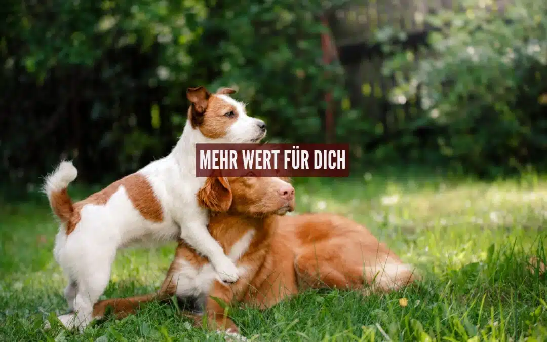 Individuelle Ernährungsberatung für Hunde – jetzt mit 42-seitigem Plan