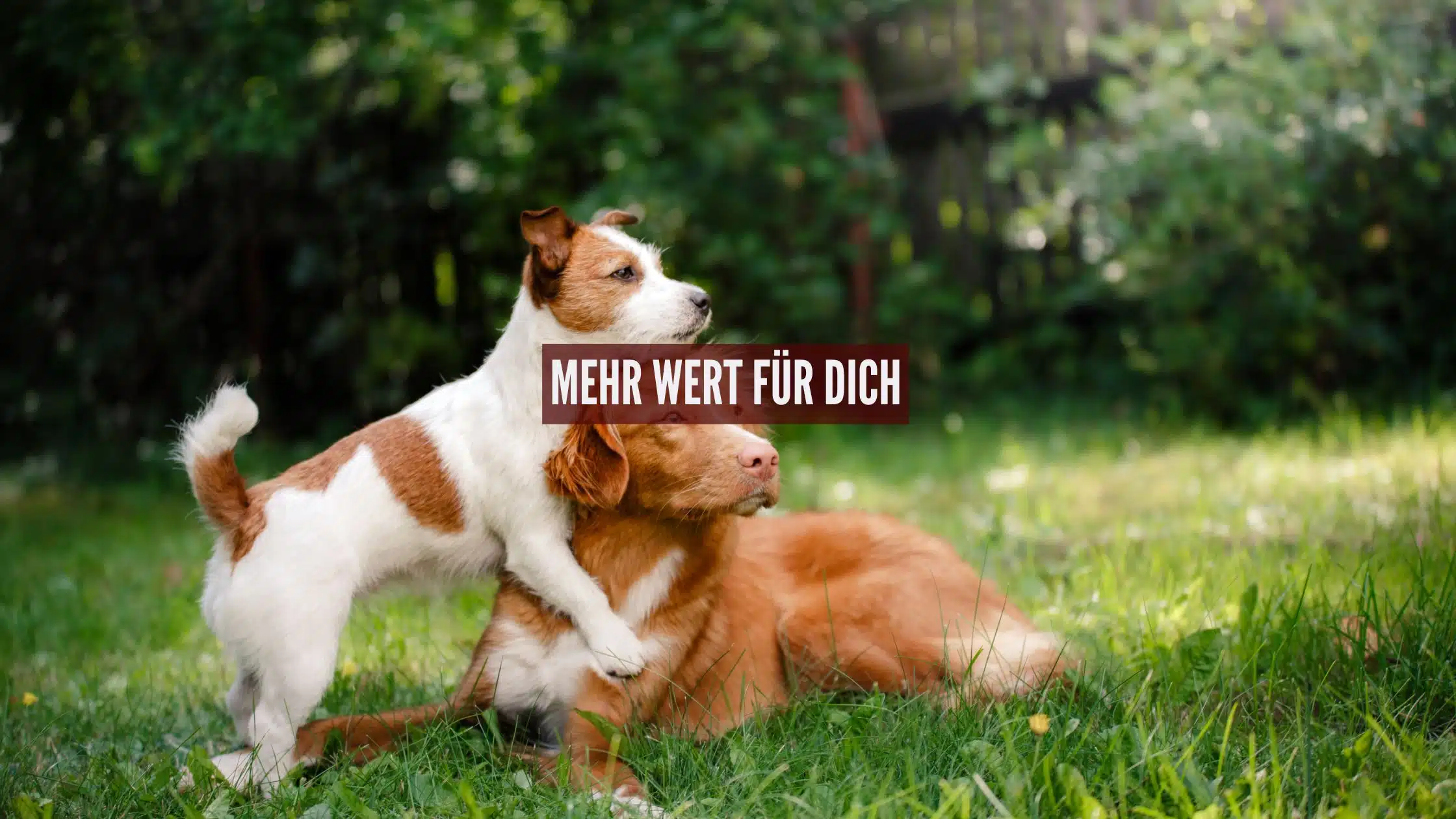 Mehr-Wert für dich