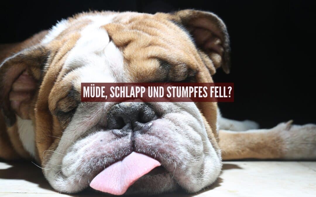 Müde, schlapp und stumpfes Fell: Hat dein Hund einen Nährstoffmangel?