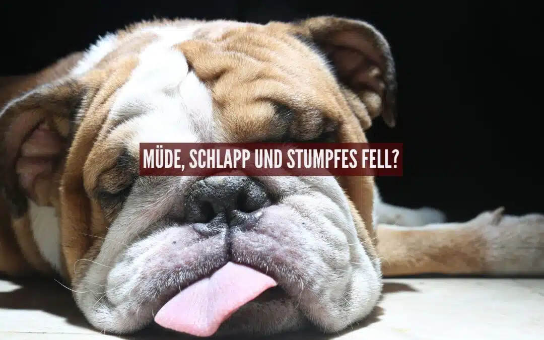 Müde, schlapp und stumpfes Fell: Hat dein Hund einen Nährstoffmangel?
