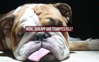 Müde, schlapp und stumpfes Fell: Hat dein Hund einen Nährstoffmangel?