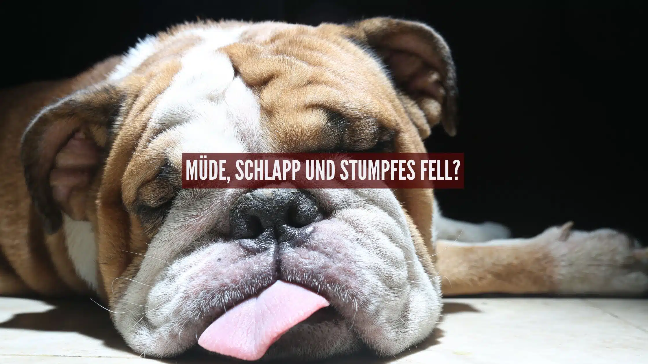 Müde schlapp und stumpfes Fell