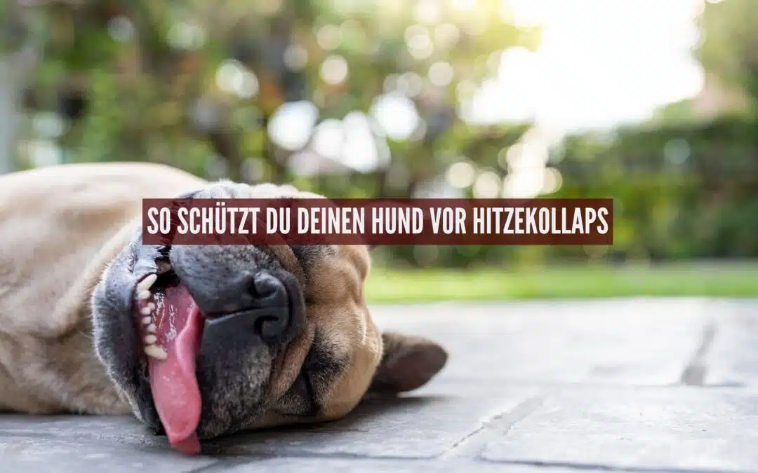 Sommerdrink für Hunde: Isotonische Mischung selbst machen